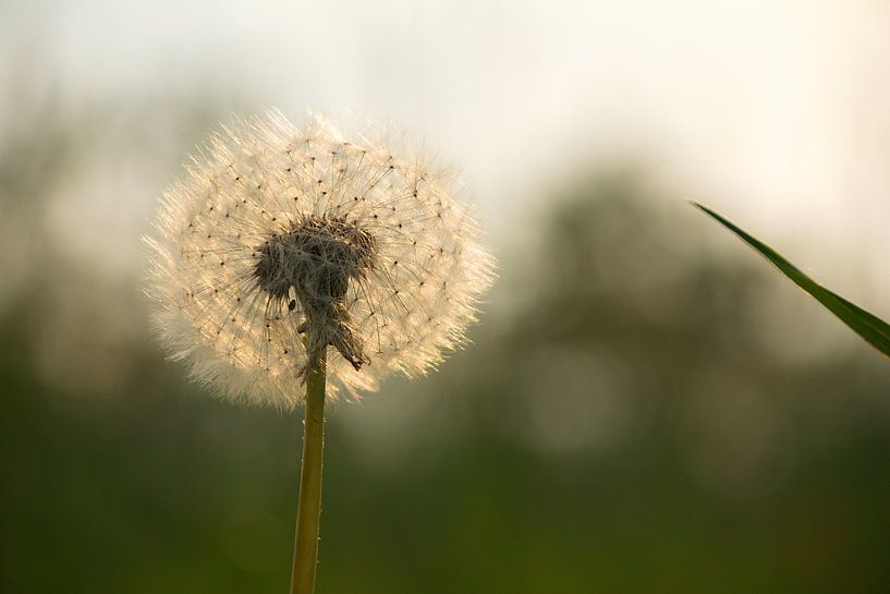 Löwenzahnflaum in der Abendsonne von tiny brok