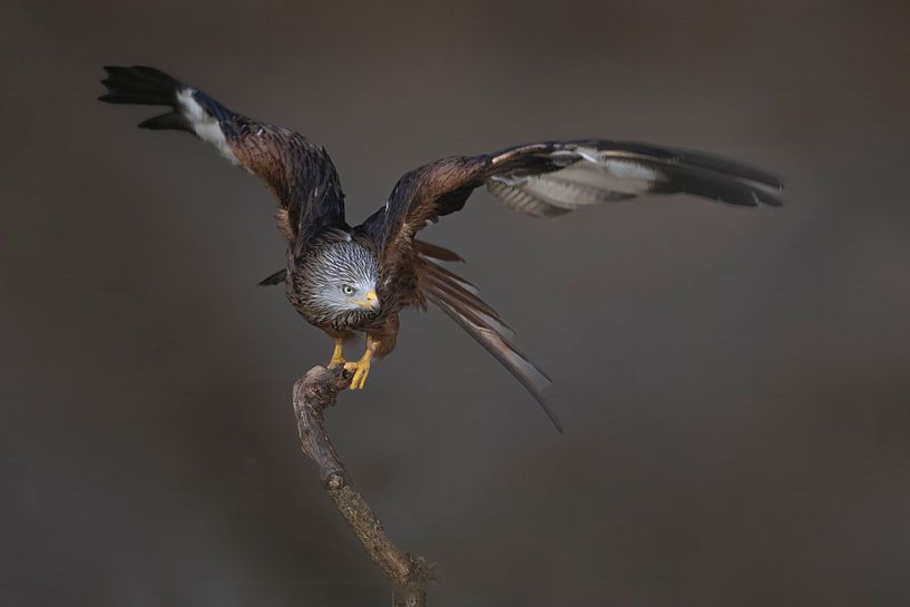 Rotmilan im Gleichgewicht von Ina Hendriks-Schaafsma