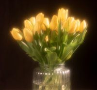 Gelbe Tulpen