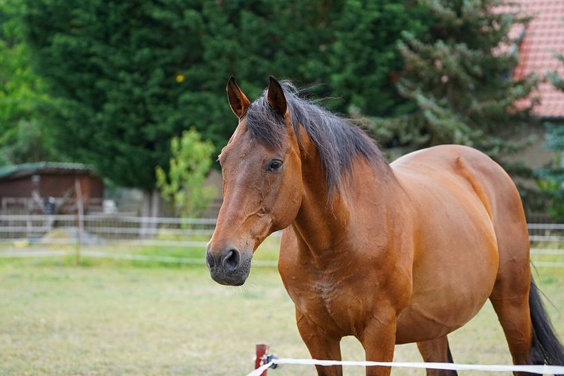 Trakehner Feldmeyer au pâturage par Babetts Bildergalerie