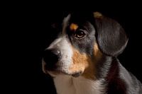 Miko, onze 3-jarige Entlebucher Sennenhond