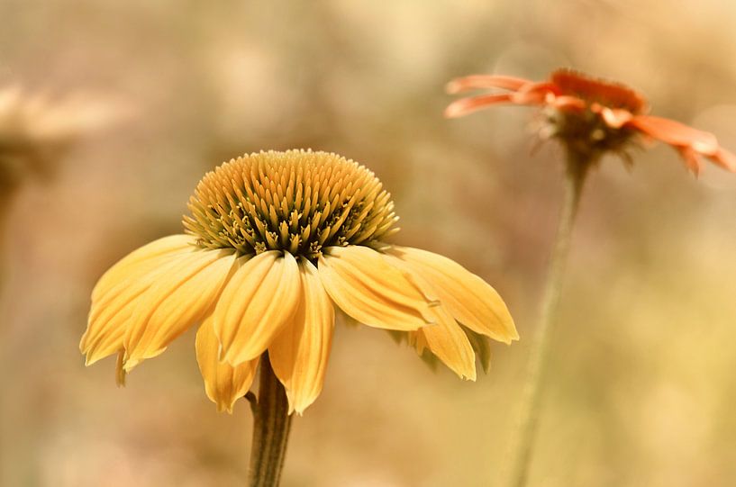 Sonnenhut von Violetta Honkisz