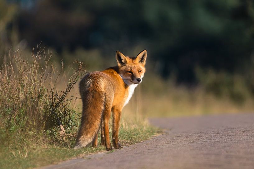 Beautiful fox in the dunes - amsterdam water supply dunes by Jolanda Aalbers