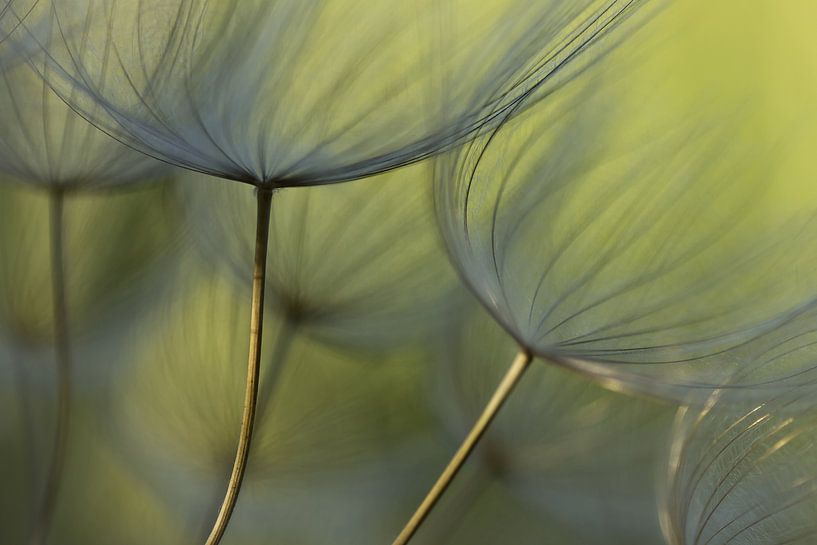 Morgenstern von Niek Goossen