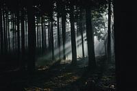 Sunbeams in the forest