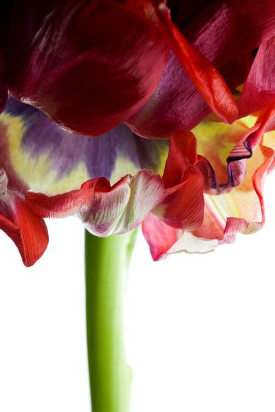 Tulpe von Henk Leijen