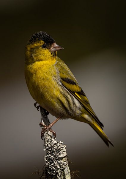 Sijs vogel alert observerend van Bart Cox