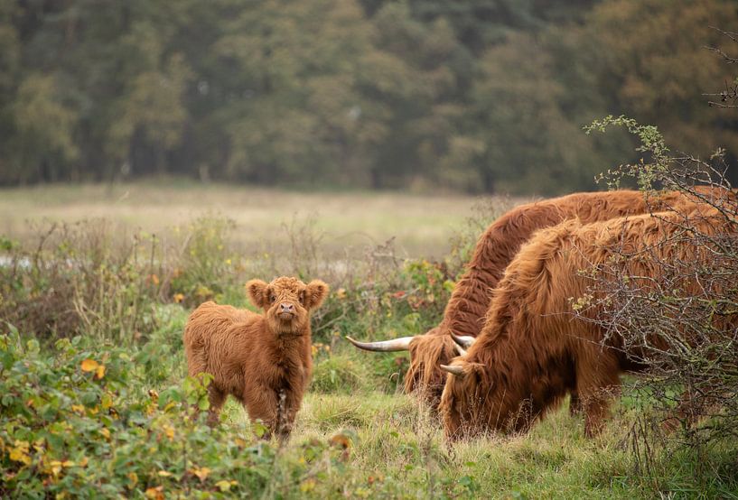 Scottish Highlander calf... by Ans Bastiaanssen