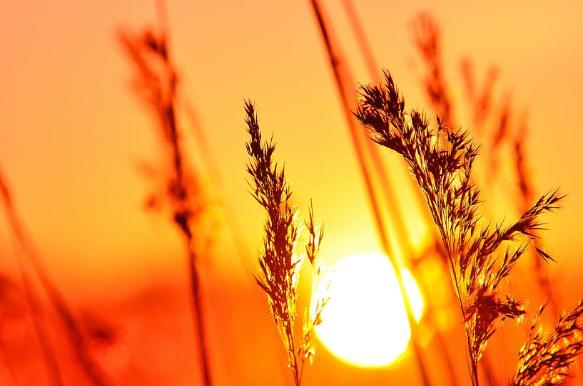 Sonnenuntergang in Achterhoek am Fluss Oude IJssel von Arno Wolsink