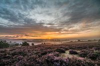 Sonnenaufgang über dem Heidekraut