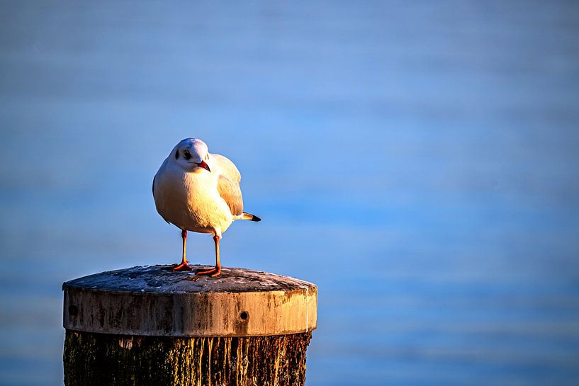Bade-Wurtemberg : La mouette par Photoart-Naegele