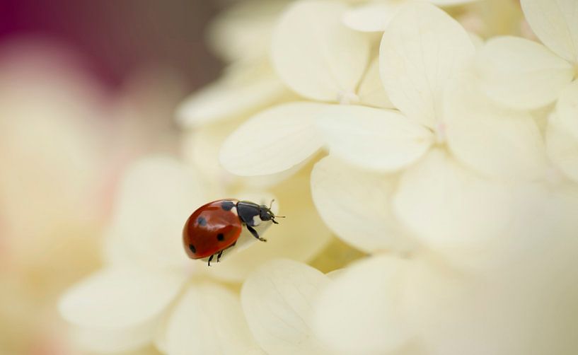 ladybug par Annette Sturm