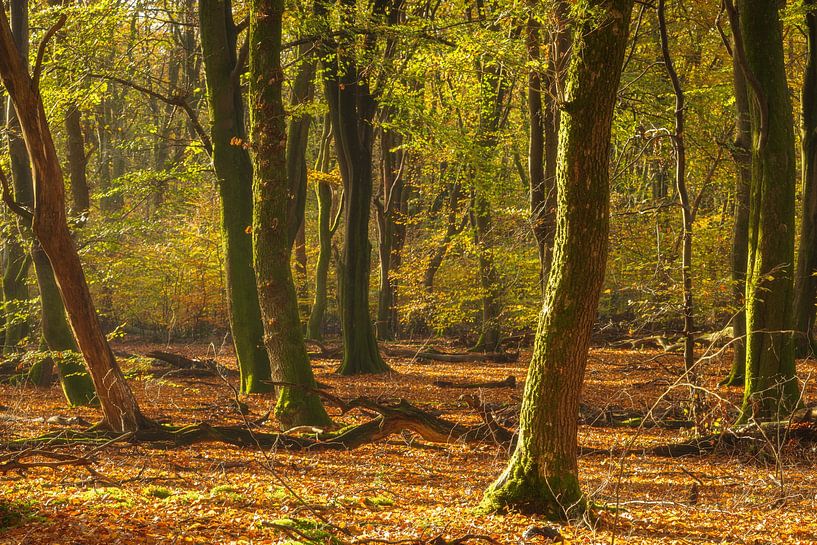 Speulder- en Sprielderbos (Niederlande) von Marcel Kerdijk