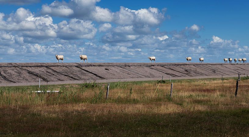 sheep walk von wukasz.p