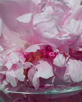 Pivoine en gros plan sur verre