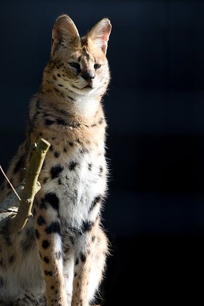 Portrait de Leptailurus serval ou chat serval, chat africain originaire d'Afrique du Nord et du Sahel par W J Kok