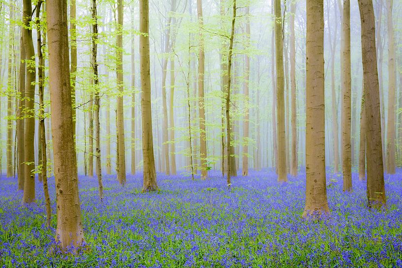 Fleurs de Bluebell dans une forêt de hêtres avec un brouillard matinal par Sjoerd van der Wal Photographie