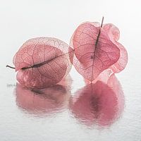 Pink transparency: Two leaves of the Bougainvillea