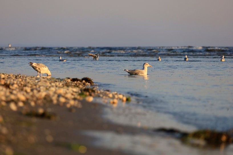 La mer Baltique au lever du soleil par Thomas Jäger