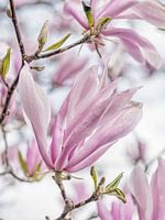 bloesem van een rijk bloeiende magnolia met mooie pastel tinten