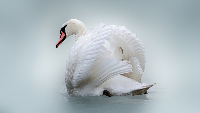 Beau cygne aux ailes ouvertes par Gianni Argese