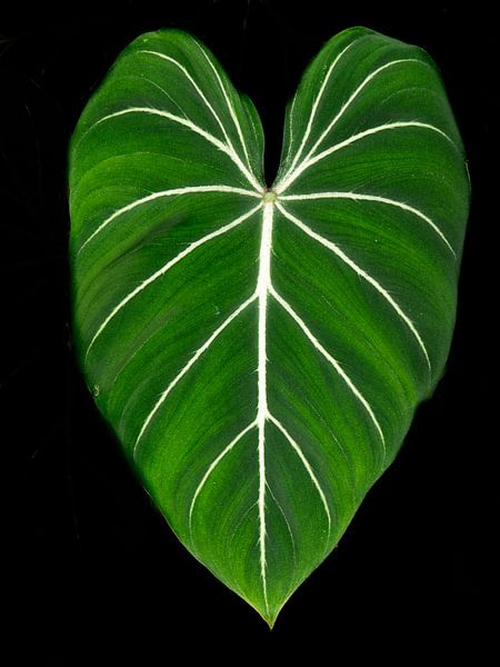 Le cœur de la nature par Martijn Tilroe