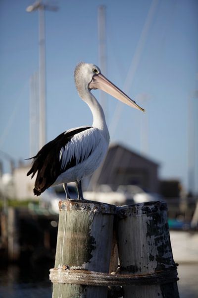 Pélican à l'affût en Australie. par Kees van Dun