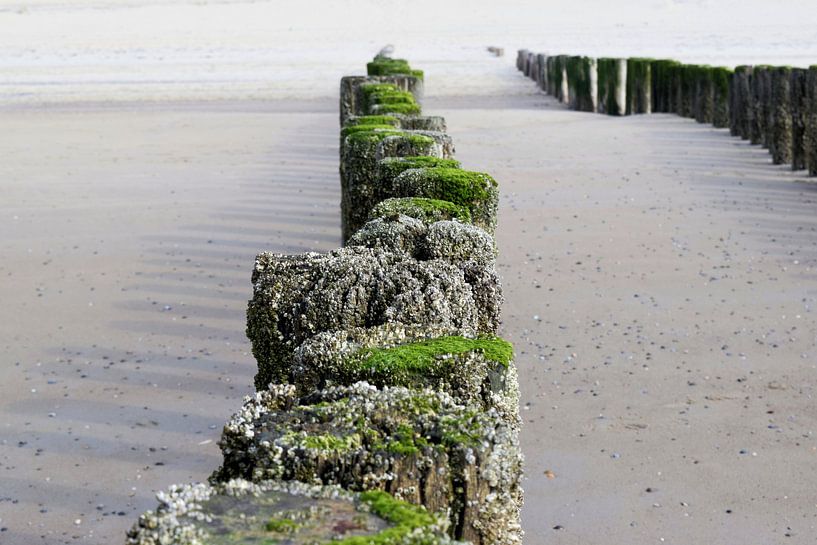 Poller am Strand von Schouwen-Duivenland von Nicolette Vermeulen
