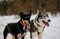 Husky-Hunde in Finnisch-Lappland (Finnland)