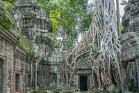 De natuur neemt in Cambodja