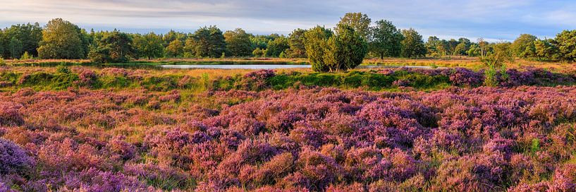 Blühendes Heidekraut in Terhorsterzand von Henk Meijer Photography
