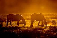 Horses in the sunset