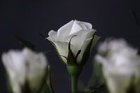 Small white rose