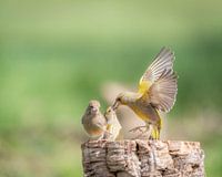 Greenlings in action