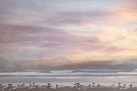 Oiseaux sur la plage au bord de la mer / coucher de soleil