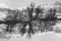 arbres au pays des miroirs