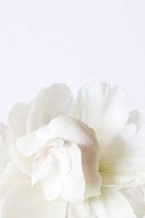 White peony