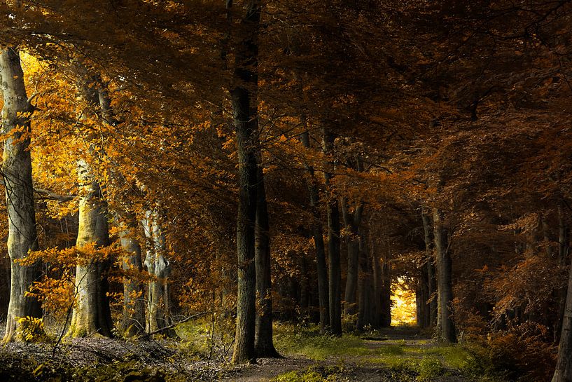 Dans les arbres sombres par Kees van Dongen