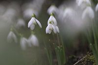 Snowdrops