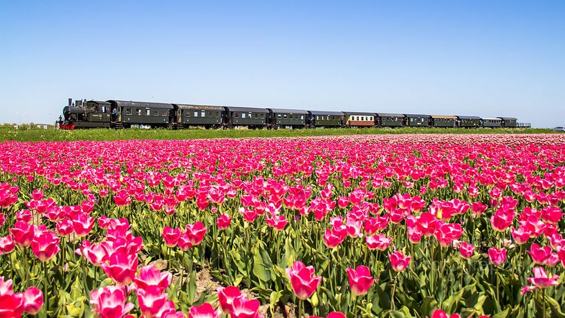The steam tram from Hoorn to Medemblik passes a tulip field. by Dennis Dieleman