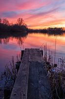 Schilfpfütze, Emmen