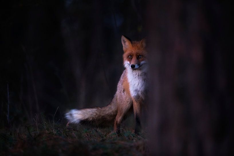 Regard par Sebastian Mastahac