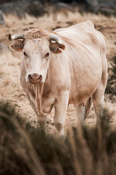 Taurus in Earth tones Strength and tranquillity in Nature by Femke Ketelaar