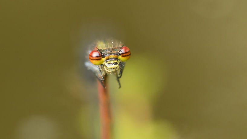Vuurjuffer oogcontact met een 'Alien'  von Art Wittingen