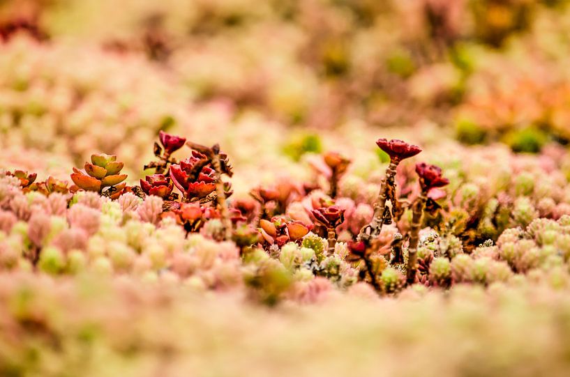 Red succulents on a green roof by Frans Blok - photos, art and other wall decoration