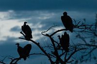 Geier in der Abenddämmerung