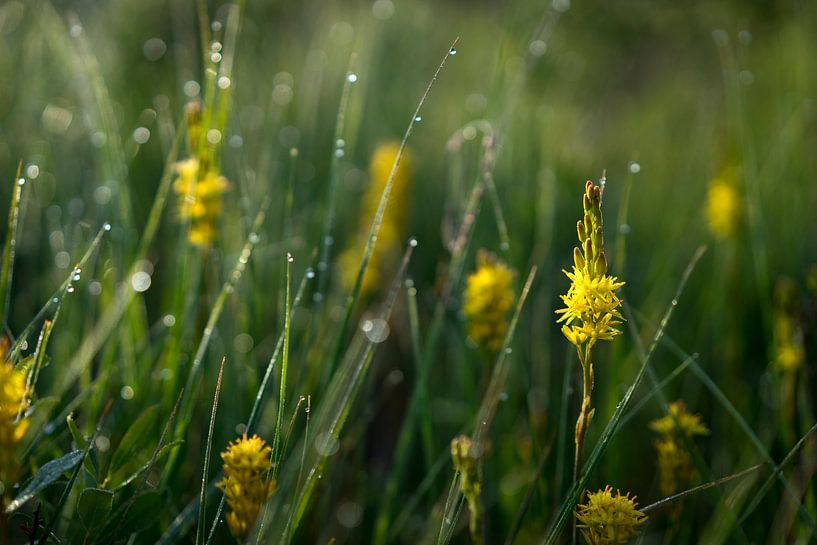 Fleurs avec la rosée au soleil du matin par Marloes van Pareren
