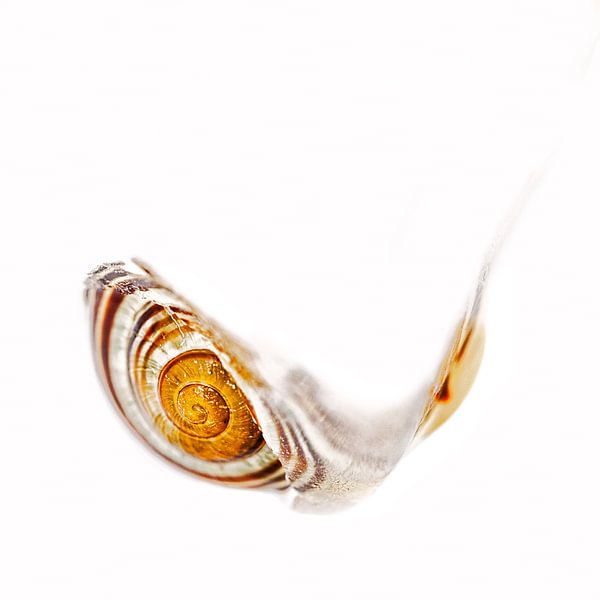 Escargot dans la glace par Anneliese Grünwald-Märkl