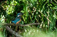 Kingfisher on the lookout