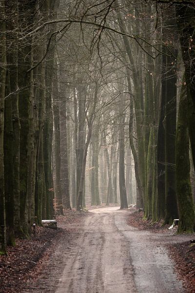 Un chemin de terre avec une piste cyclable à travers une forêt de hêtres. par Gerard de Zwaan